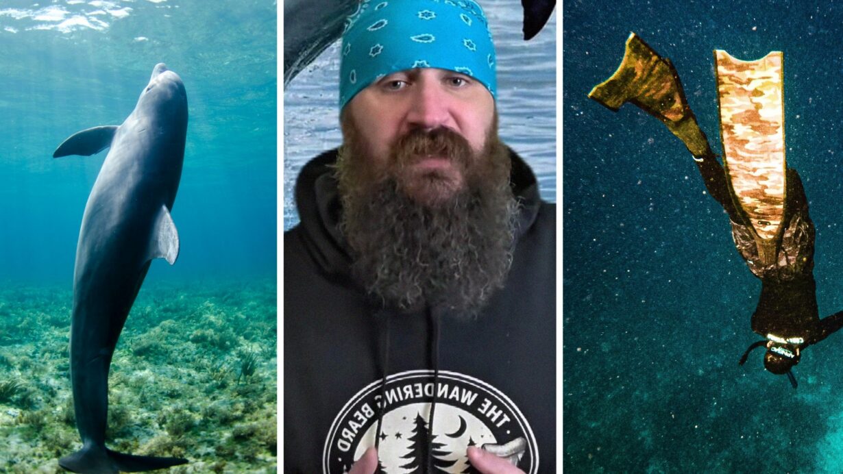 dolphin underwater (l) man shares diving experience (c) man diving (r)