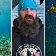 dolphin underwater (l) man shares diving experience (c) man diving (r)