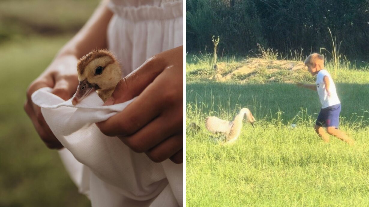 family raises a goose from a baby (l) a grown goose and a little kid (r)