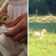 family raises a goose from a baby (l) a grown goose and a little kid (r)