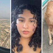 flight view (l) woman shares new pet experience (c) homeless dog (r)