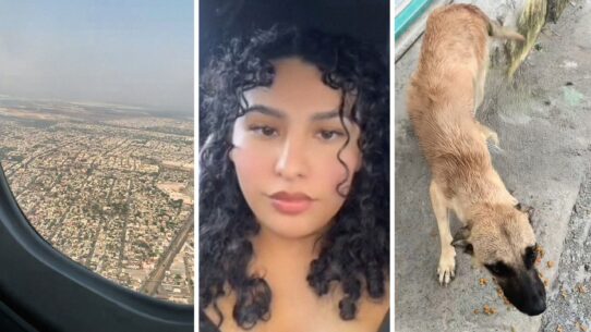 flight view (l) woman shares new pet experience (c) homeless dog (r)
