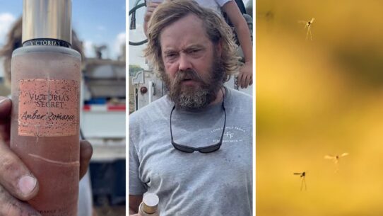 Victoria’s Secret perfume (l) man shares Victoria’s Secret perfume hack at the farm (c) flying gnats (r)