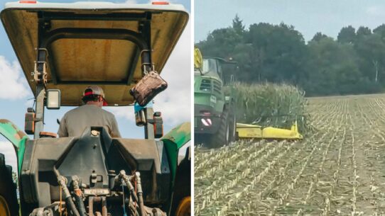 Farmer clears field for harvest (l) corn bushes being cleared (r)