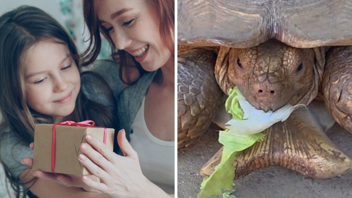 woman gifts her daughter (l) big old tortoise (r)