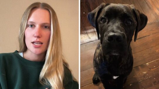 woman shares dog ears observation (l) cute mastiff (r)