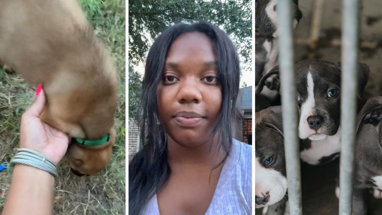 mixed puppy (l) woman shares new pet issue (c) puppies at a shelter (r)