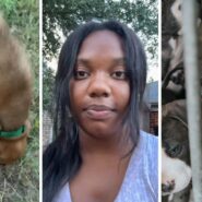 mixed puppy (l) woman shares new pet issue (c) puppies at a shelter (r)