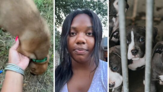 mixed puppy (l) woman shares new pet issue (c) puppies at a shelter (r)