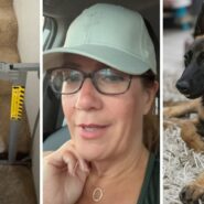 pet gate (l) woman shares what it's like having a Belgian malinois (c) Belgian malinois (r)