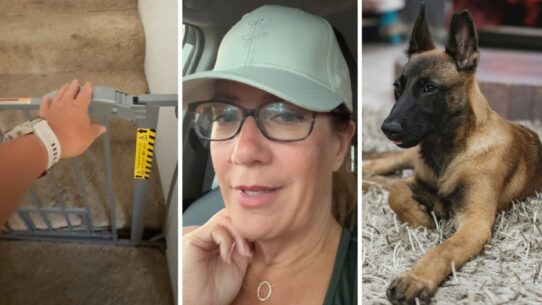 pet gate (l) woman shares what it's like having a Belgian malinois (c) Belgian malinois (r)