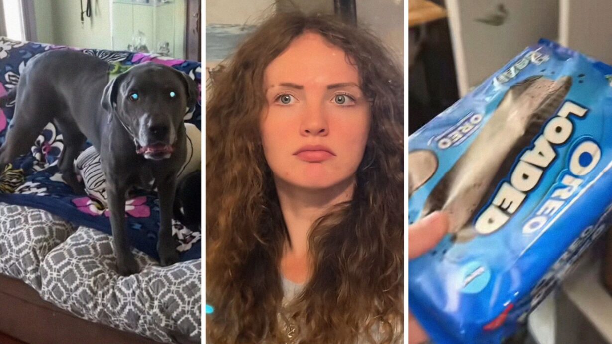 trained Labrador (l) woman shares Labrador behaviour (c) oreo cookies (r)