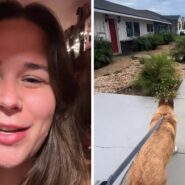 woman shares dog walks experience (l) German shepherd going on a walk (r)