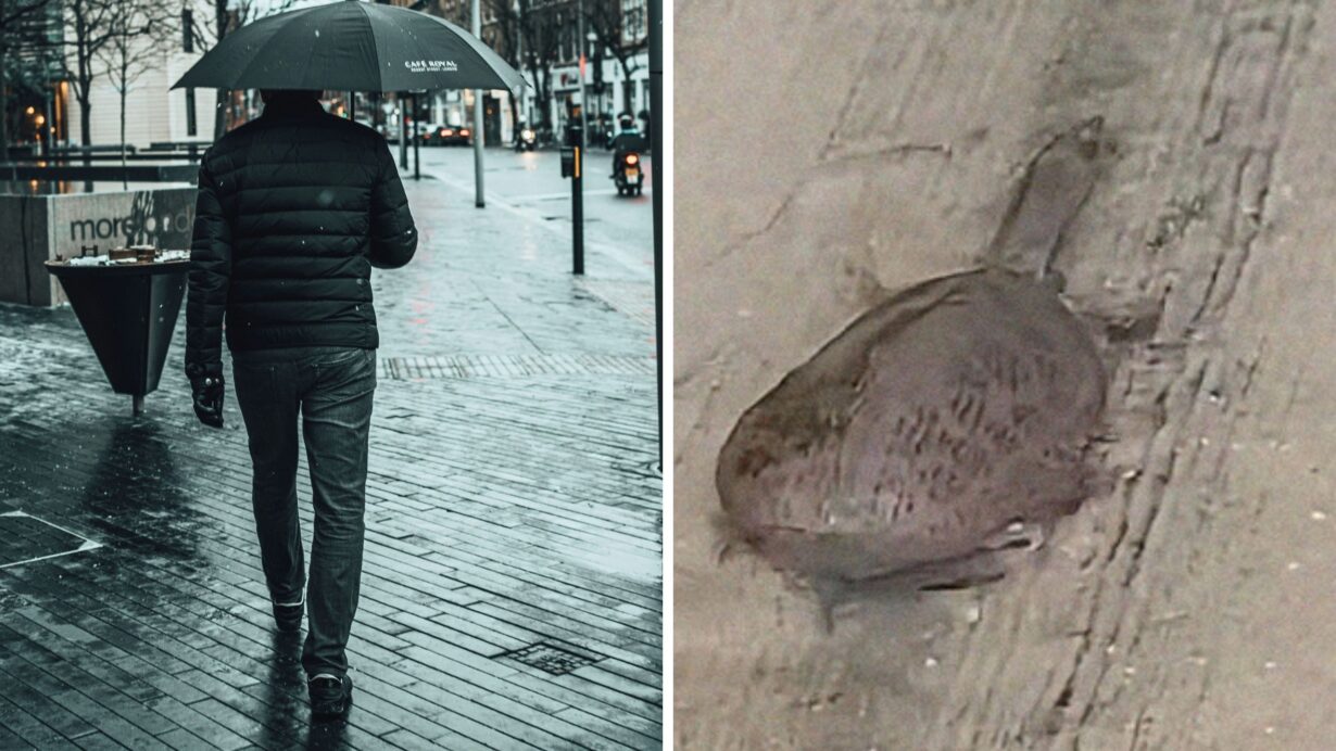 man walking under the rain (l) soft shell turtle (r)