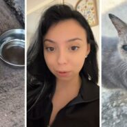 food bowls (l) woman shares animal encounter (c) stray cat (r)