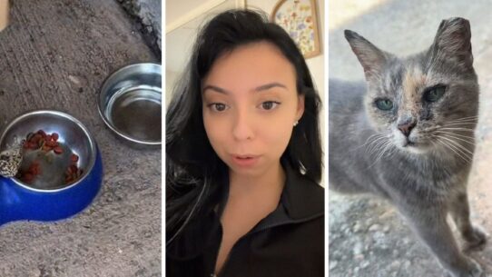 food bowls (l) woman shares animal encounter (c) stray cat (r)
