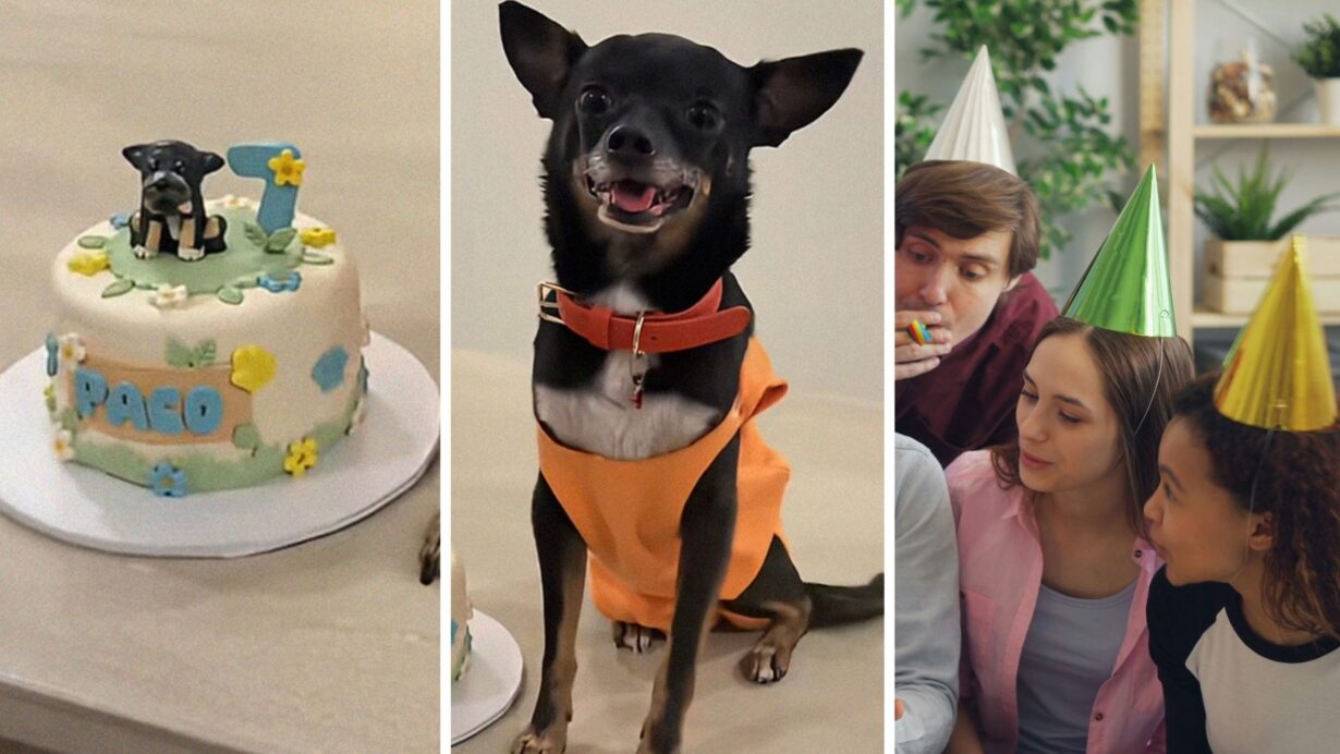 birthday cake (l) chihuahua celebrating his birthday (c) group singing the birthday song (r)