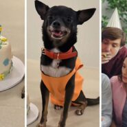 birthday cake (l) chihuahua celebrating his birthday (c) group singing the birthday song (r)