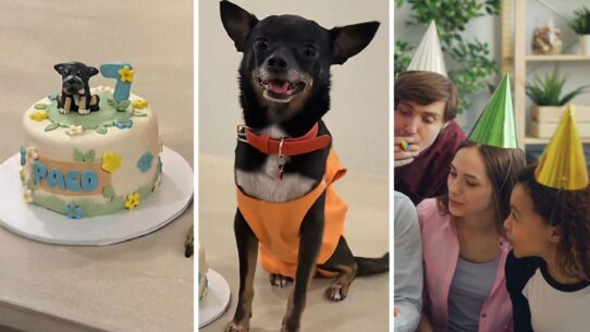 birthday cake (l) chihuahua celebrating his birthday (c) group singing the birthday song (r)