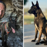 man with belgian malinois (l) Belgian malinois (r)