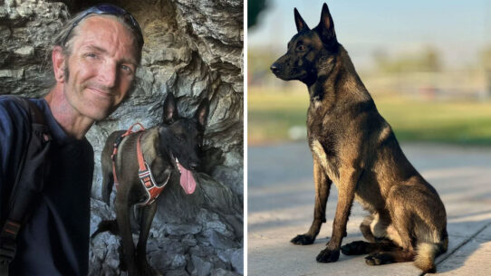 man with belgian malinois (l) Belgian malinois (r)
