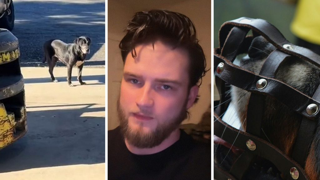 stray dog (l) man shares dog observation (c) dog muzzle (r)