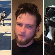 stray dog (l) man shares dog observation (c) dog muzzle (r)