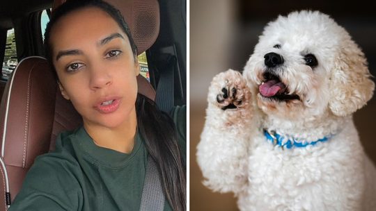 woman shares advice for dog owners (l) cute little dog (r)