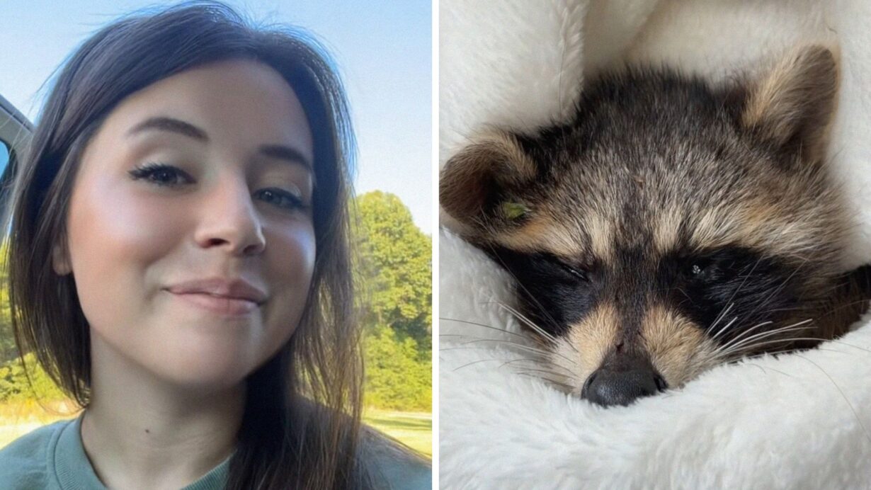 woman shares road encounter (l) injured racoon (r)