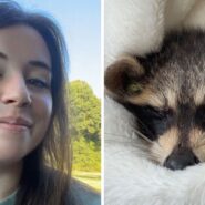 woman shares road encounter (l) injured racoon (r)