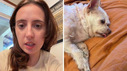 woman shares lost and found dog experience (l) cute little dog (r)