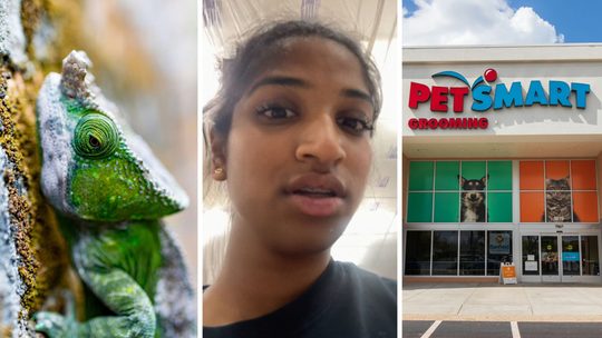Chameleon for sale (l) woman shares PetSmart observation (c) Petsmart storefront (r)