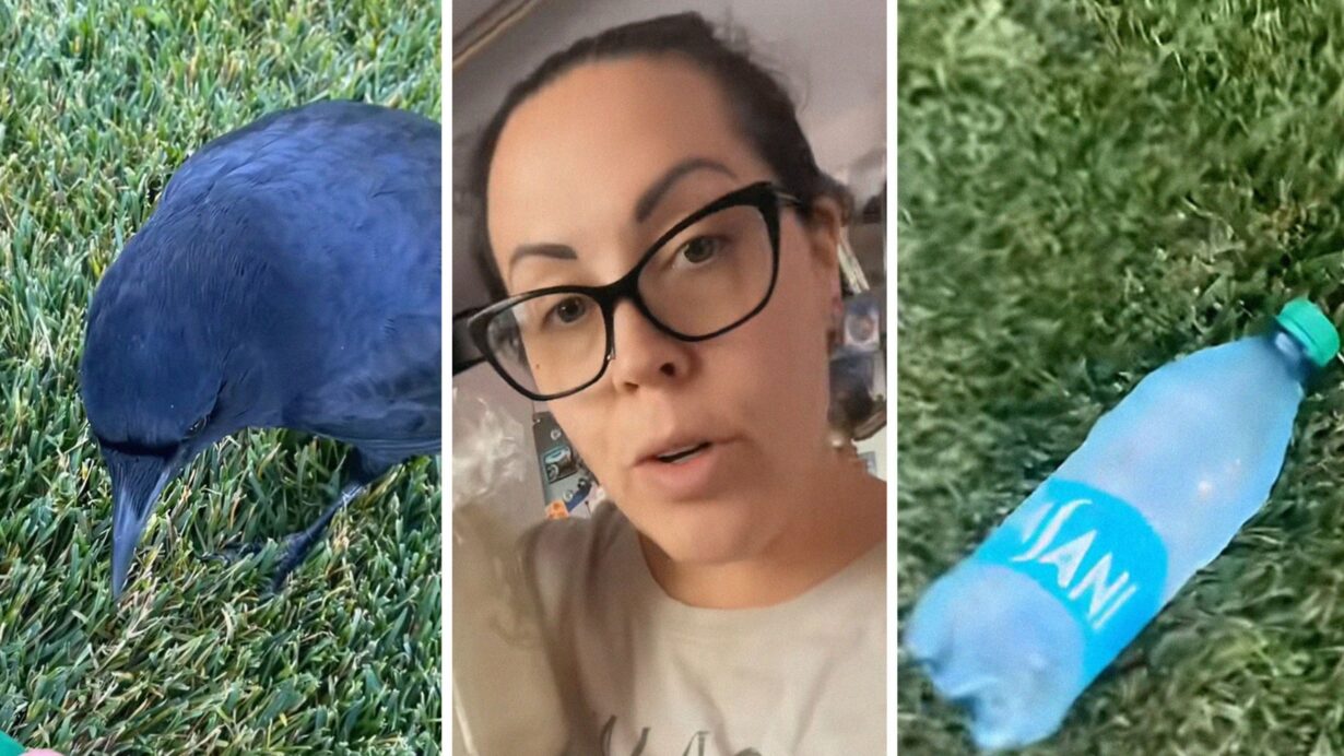 black crow (l) woman shares bird observation (c) bottle of Dasani water (r)