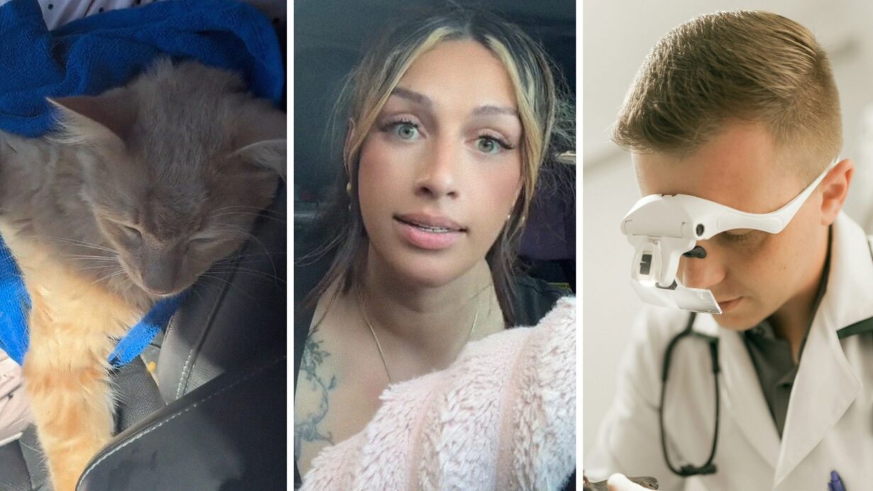 injured cat (l) woman shares vet experience (c) vet checking pet (r)