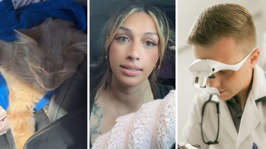 injured cat (l) woman shares vet experience (c) vet checking pet (r)